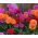 Pom-pom-kukkainen dahlia - lajikkeiden sekoitus - 120 siementä - Dahlia pinnata flore pleno - siemenet