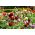 ポンポンフラワーダリア - バラエティーミックス -  120種子 - Dahlia pinnata flore pleno - シーズ