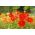 الصبار الداليا - مزيج متنوعة - 120 بذور - Dahlia pinnata flore pleno - ابذرة