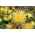 קקטוס דליה - תערובת מגוונת - 120 זרעים - Dahlia pinnata flore pleno