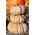 머스크 스쿼시 "Muscade de Provence"- 매우 향긋한 과일 육체 - 18 종 - Cucurbita moschata - 씨앗