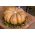 머스크 스쿼시 "Muscade de Provence"- 매우 향긋한 과일 육체 - 18 종 - Cucurbita moschata - 씨앗