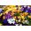 Κέρας πανοραμική - ποικιλία μίγμα - 270 σπόρους - Viola cornuta - σπόροι