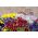 Rohatý maceška - mix odrůdy - 270 semen - Viola cornuta - semena