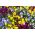 Horned pansy - variation blandning - 270 frön - Viola cornuta