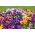 有角的三色堇 - 品种混合 -  270粒种子 - Viola cornuta - 種子