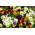 Рогатая анютины глазки "Бамбини" - сортовая смесь - 270 семян - Viola cornuta - семена