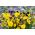 Рогатица "Бамбини" - сортна мешавина - 270 семена - Viola cornuta