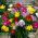 Freesia Single Mix - 10 květinové cibule