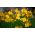 Freesia Single Yellow - 10 bebawang