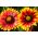 Blanketflower comum, gaillardia comum - 150 sementes - Gaillardia aristata