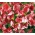 甜豌豆“美国” -  60粒种子 - Lathyrus odoratus - 種子