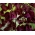 Сладък грах "Божоле" - 65 семена - Lathyrus odoratus