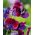 Almindelig ærteblomst - Matucana - 65 frø - Lathyrus odoratus