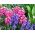 Hyacintsläktet - MIX - paket med 3 stycken - Hyacinthus