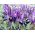 Ирис Ботаницал Пурпле Гем - 10 сијалица - Iris reticulata