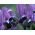 Iris Botanical Purple Gem - 10 βολβοί - Iris reticulata