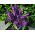 Iris Botanik Mor Gem - 10 ampul - Iris reticulata