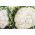 כרובית "פיוניר" - 270 זרעים - Brassica oleracea L. var.botrytis L.