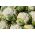 Цветная капуста - Pionier - 270 семена - Brassica oleracea L. var.botrytis L.