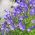 Tussock Bellflower, Carpathian Harebell - varietas biru - 3000 biji - Campanula carpatica