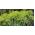 Bahçe dereotu "Buket" - çok saksı ekimi için - 2800 tohum - Anethum graveolens L. - tohumlar