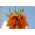 Set 2 - oranžová korunka - 12 ks; císařská fritillary, Kaiserova koruna - 