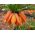 Set 2 - oranžová korunka - 12 ks; císařská fritillary, Kaiserova koruna - 