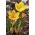 Crocus Goldilocks - 10 kvetinové cibule