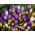 Set 10 – Large–flowered crocus – selected variety mix – 100 pcs + 10 pcs for FREE
