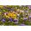Set 10 - Crocus veliki cvijet - odabrana mješavina - 100 komada + 10 komada BESPLATNO