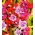 蝙蝠脸杯（Cuphea miniata syn.Cuphea ilavea）“Summer Medley” -  135粒种子 - 種子