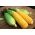 Слатки кукуруз "Ваза Ф1"; Шећерни кукуруз, поле кукуруз - 50 семена - Zea mays convar. saccharata var. Rugosa