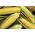 Slatki kukuruz "Zlatni patuljak" - 120 sjemenki - Zea mays convar. saccharata var. Rugosa - sjemenke