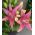 Lilium, Lily Asiatic Pink - lukovica / gomolj / korijen - Lilium Asiatic White