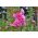 Stockrose Stockrose - rosa; Stockmalve, Garten-Pappelrose, Bauernrose, Garten-Stockrose