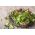 Baby Leaf - savory salat mix -  - frø