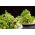 Baby Leaf - campuran daun selada Italia -  - biji
