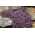 Rock soapwort, Tumbling Ted - 450 siementä - Saponaria ocymoides - siemenet