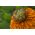 Měsíček lékařský, rudý, měsíček lékařský, měsíček lékařský "Greenheart" - 240 semen - Calendula officinalis - semena