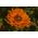 Pot kadife çiçeği, Ruddles, Ortak kadife çiçeği, Scotch kadife çiçeği "Greenheart" - 240 tohum - Calendula officinalis - tohumlar