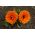 Potentno neven, Ruddles, Common neven, Scotch marigold "Indijski princ" - 240 sjemenki - Calendula officinalis - sjemenke