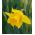 Narciso - Golden Harvest - pacote de 5 peças - Narcissus