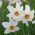 ชุด 5 - แดฟโฟดิลกวีของ Recurvus - 25 ชิ้น; นาร์ซิสซัสของกวี, นาร์จิส, ตาไก่ฟ้า, ดอกไม้ findern, ดอกลิลลี่สีชมพู - 