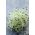 돋아있는 씨앗 - 부추 - 100 씨앗 - Allium ampeloprasum L.