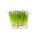 发芽种子 - 韭葱 -  100粒种子 - Allium ampeloprasum L. - 種子