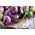 Terong, campuran varietas terong - 110 biji - Solanum melongena