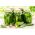 Cucumber "Racibor F1" - pickling variety - 200 seeds