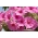 Petunia "Cascade" - ružová - 160 semien - Petunia x hybrida pendula - semená