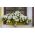 البطونية "Cascade" - أبيض - 160 بذرة - Petunia x hybrida pendula - ابذرة